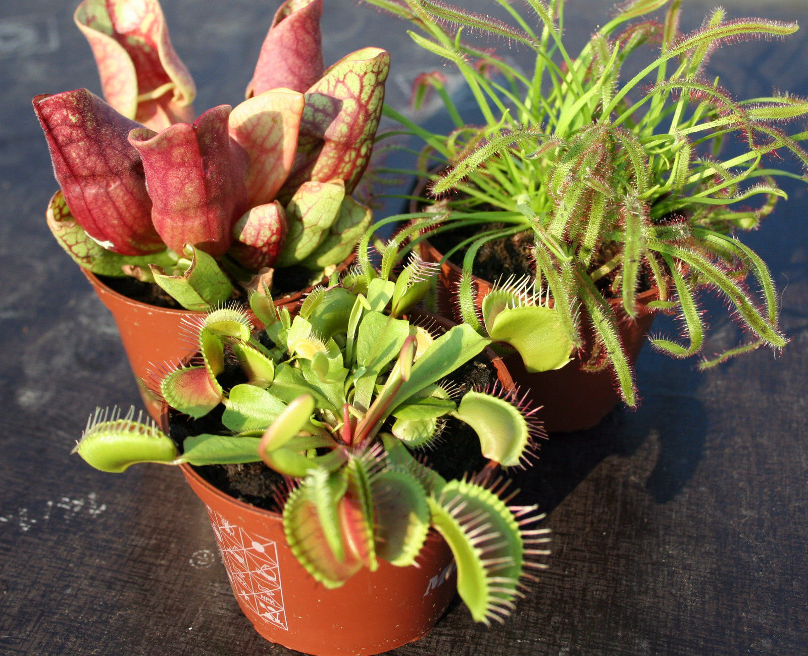 5 Ervas Aromáticas Perfeitas para Cultivar Juntas