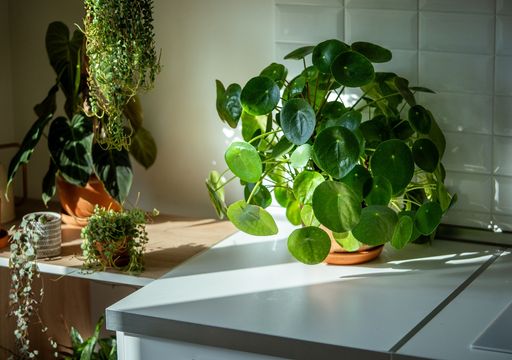 Guia Completo de Suculentas e Cactos para Vasos