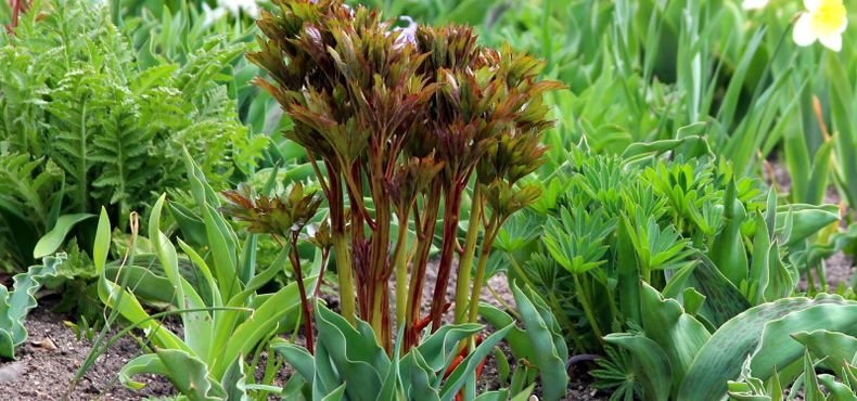 O Significado e Cuidado do Vaso de 7 Ervas