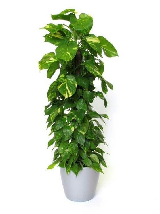 plantas que se dão bem juntas no mesmo vaso