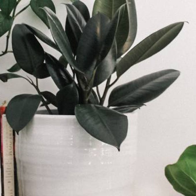 Como Criar um Terrário Aberto com Plantas de Interior