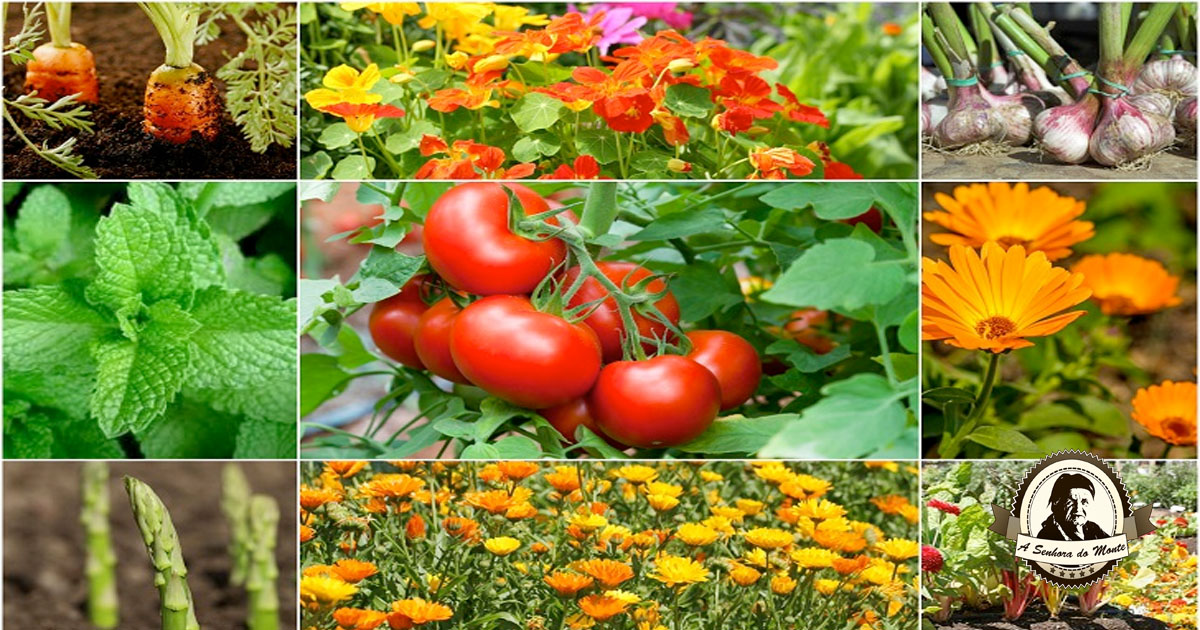Escolhendo o Substrato Ideal para Cada Tipo de Planta em Vaso