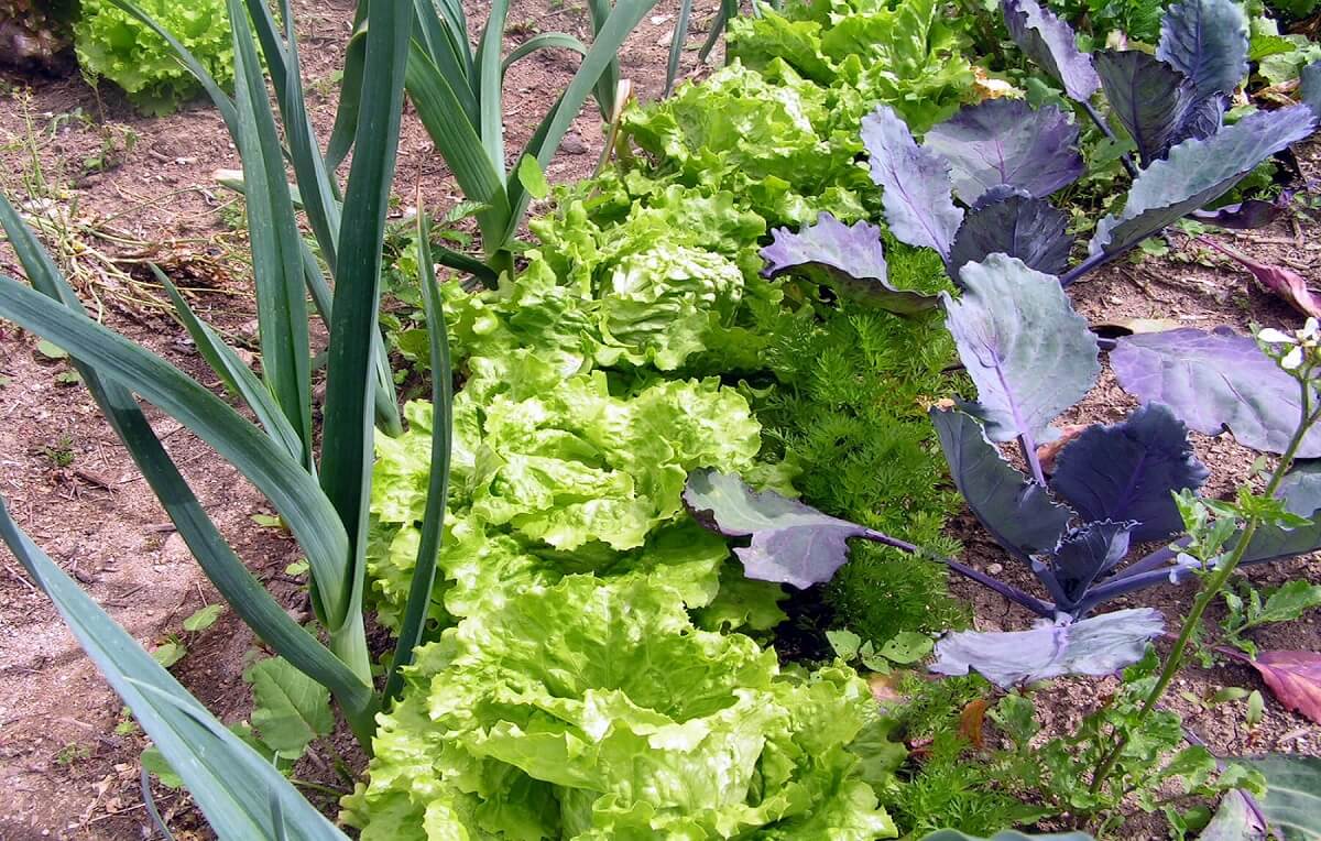 plantas que se dão bem juntas no mesmo vaso