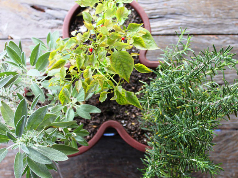 O Significado e Cuidado do Vaso de 7 Ervas