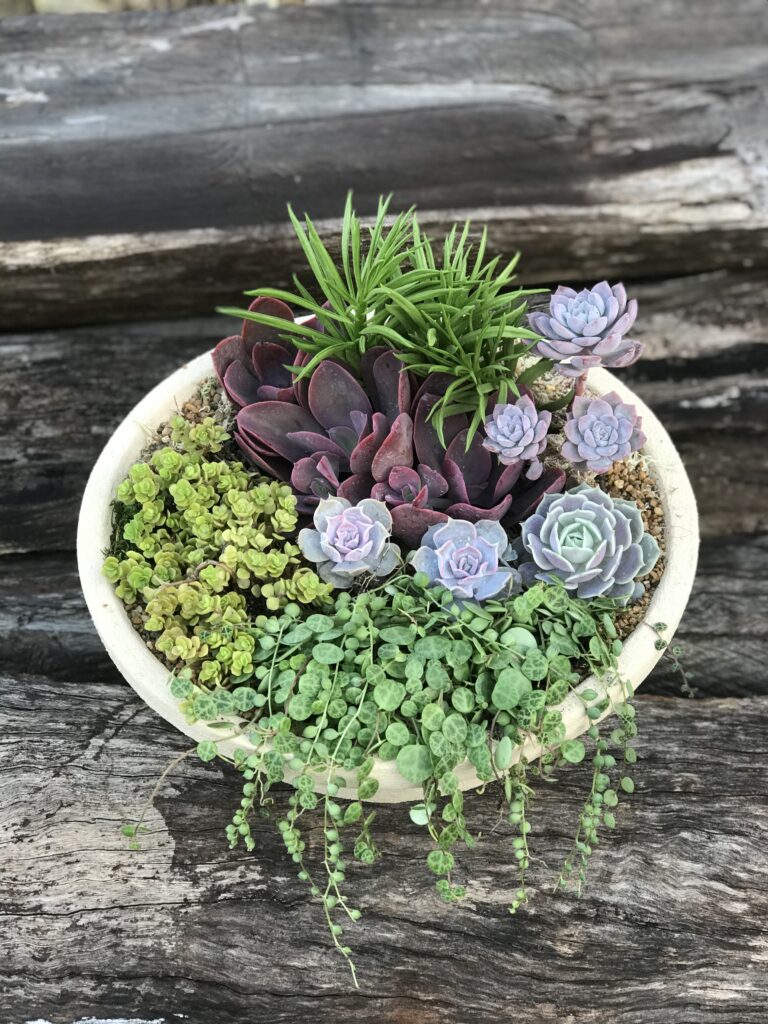 Escolhendo o Substrato Ideal para Cada Tipo de Planta em Vaso