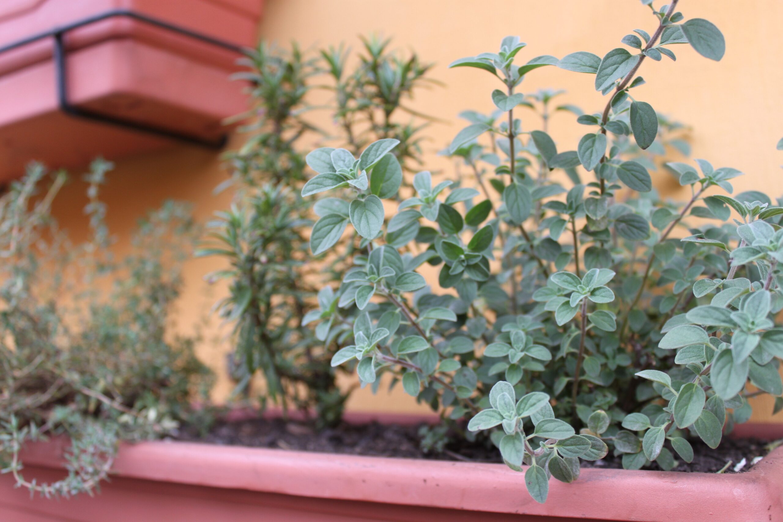 plantas que se dão bem juntas no mesmo vaso