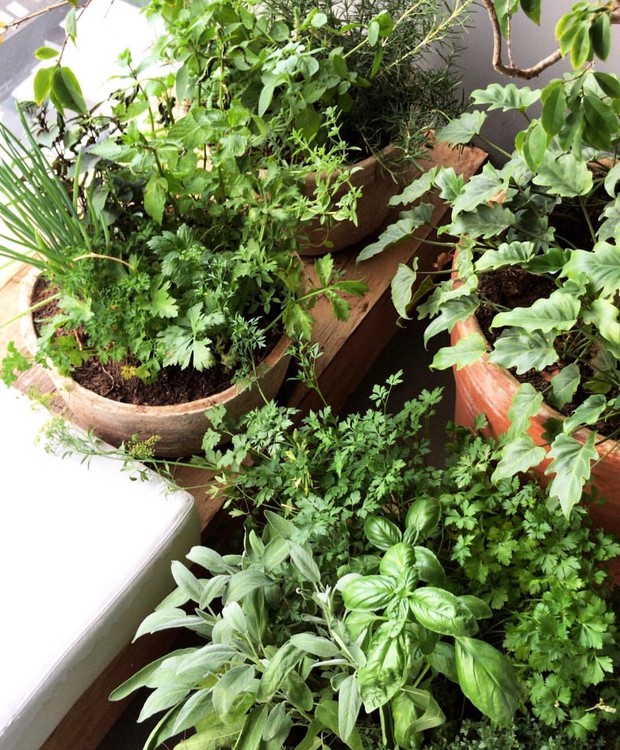 Como Criar um Terrário Aberto com Plantas de Interior