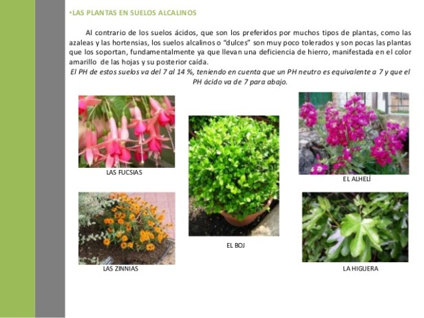 plantas que toleram solos alcalinos