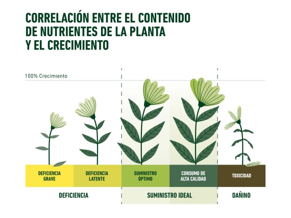 7 Árvores Frutíferas Ideais para Solos Arenosos