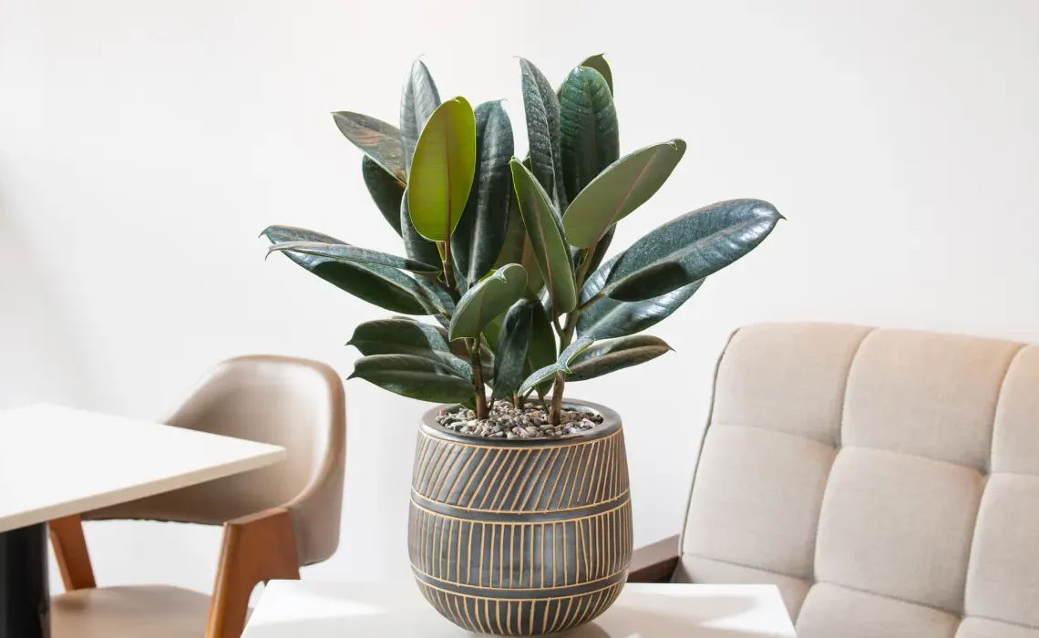 plantas que toleram solos alcalinos