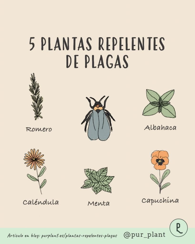 plantas repelentes de mosquitos