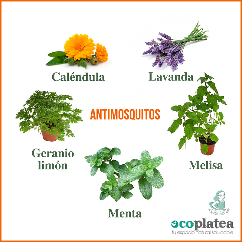 Guia completo de cultivo da Citronela em casa