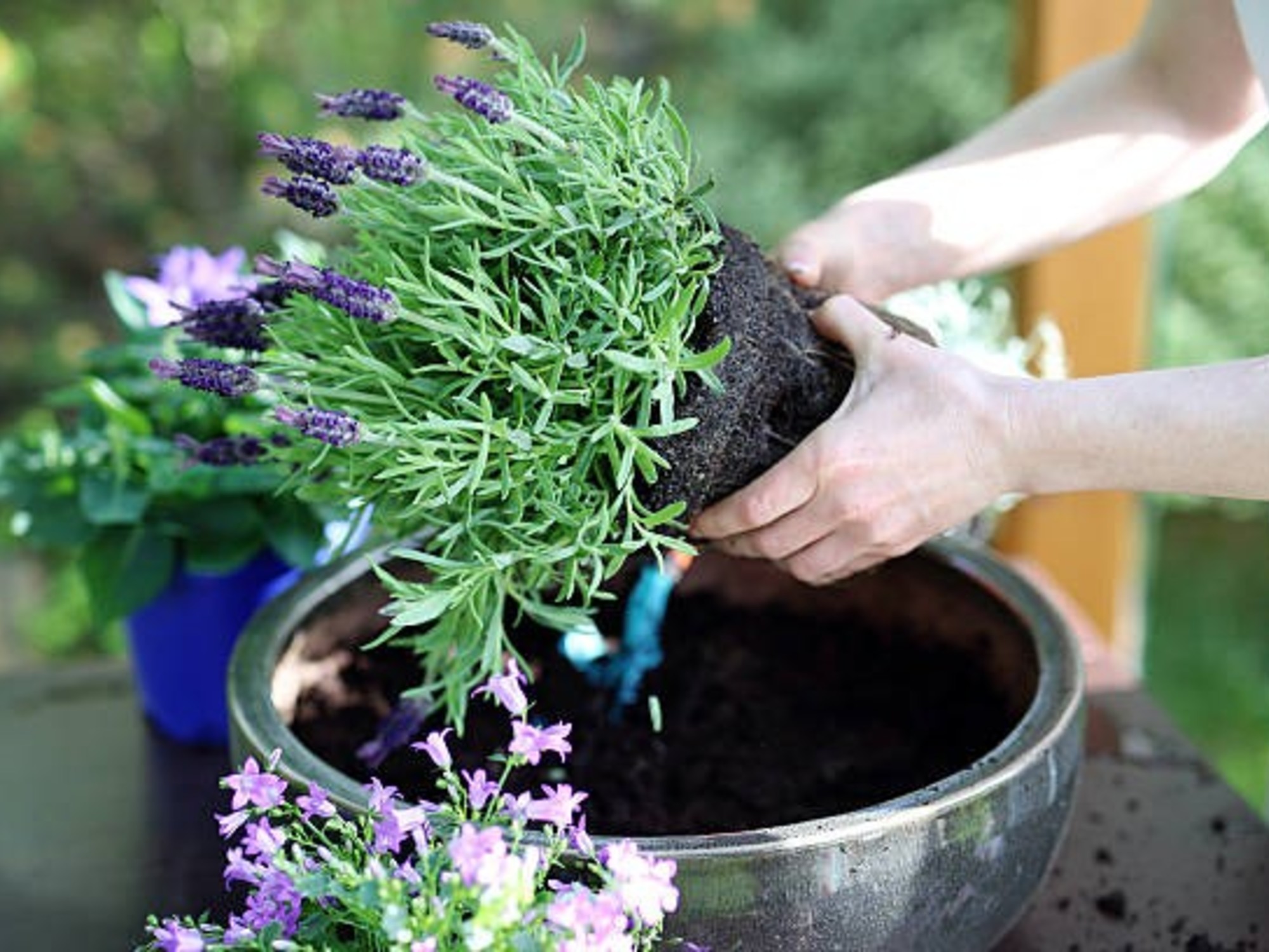 5 receitas de repelentes naturais com plantas