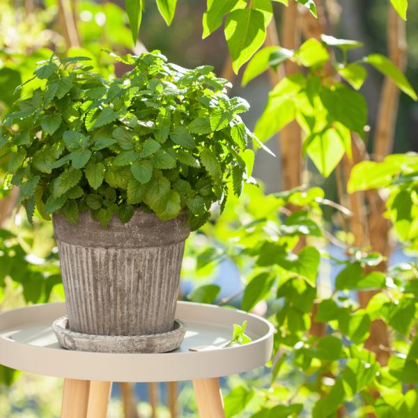 Benefícios da Lavanda além de repelir mosquitos
