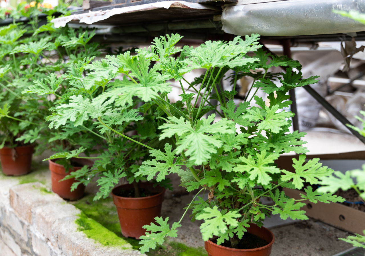 plantas repelentes de mosquitos