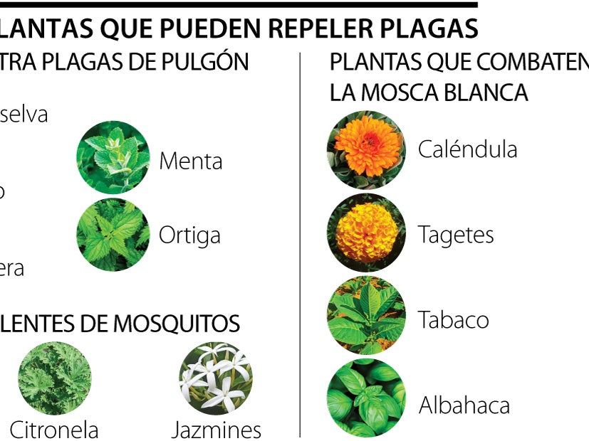 Guia completo de cultivo da Citronela em casa