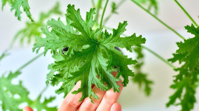 5 receitas de repelentes naturais com plantas