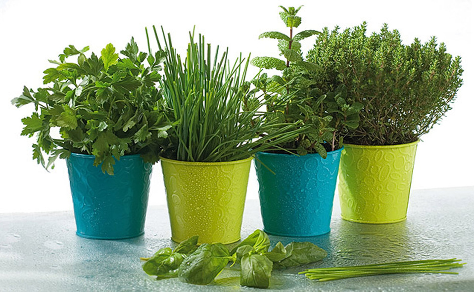 Como criar um jardim repelente de mosquitos