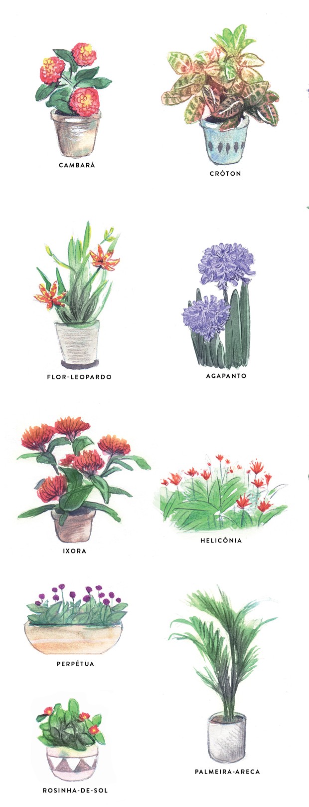 plantas que não morrem no sol