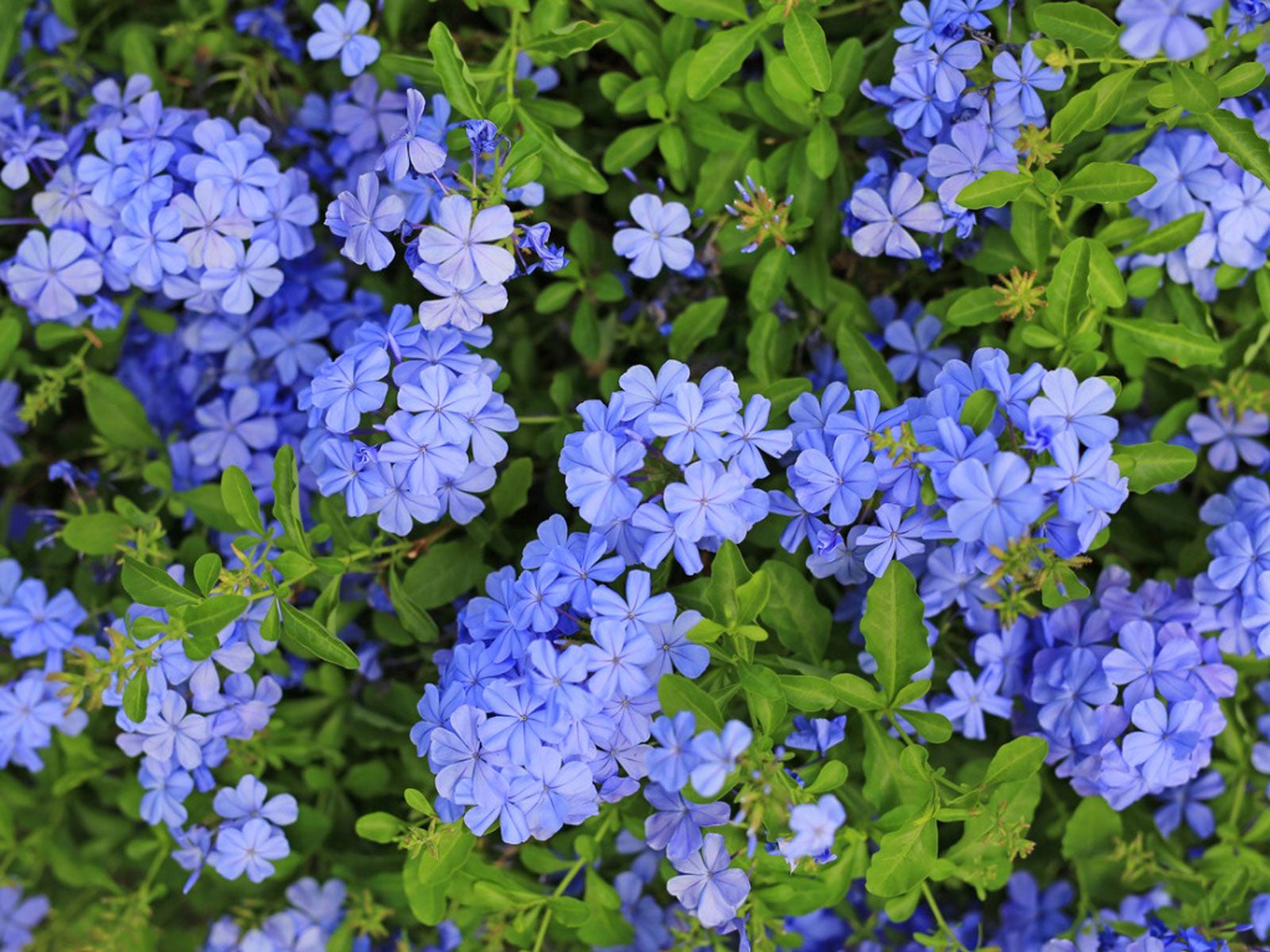 Cape Leadwort