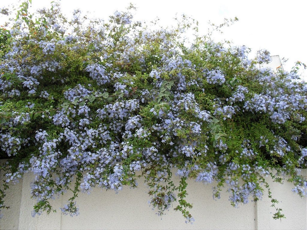 Cape Plumbago