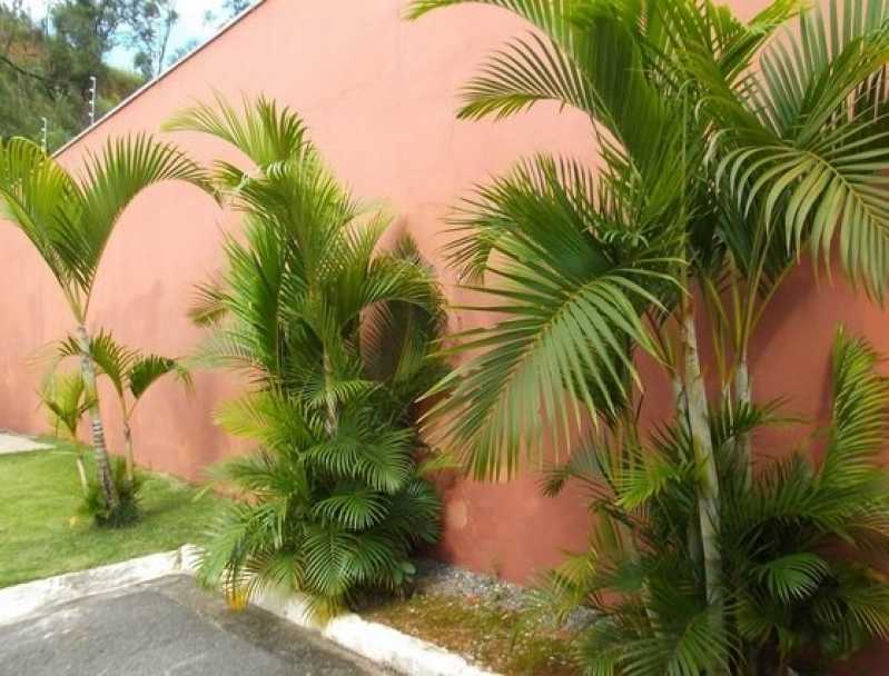 5 Ferramentas Essenciais para Poda de Coqueiros