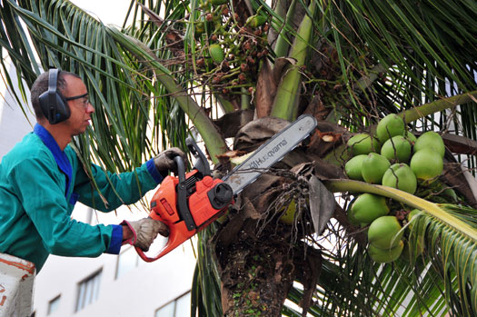 Guia Completo: Poda de Coqueiro Anão vs. Gigante