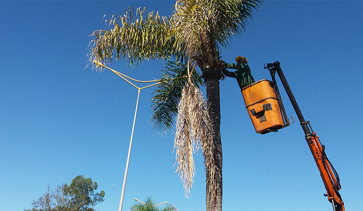 Mitos e Verdades sobre a Poda de Coqueiro na Lua Minguante