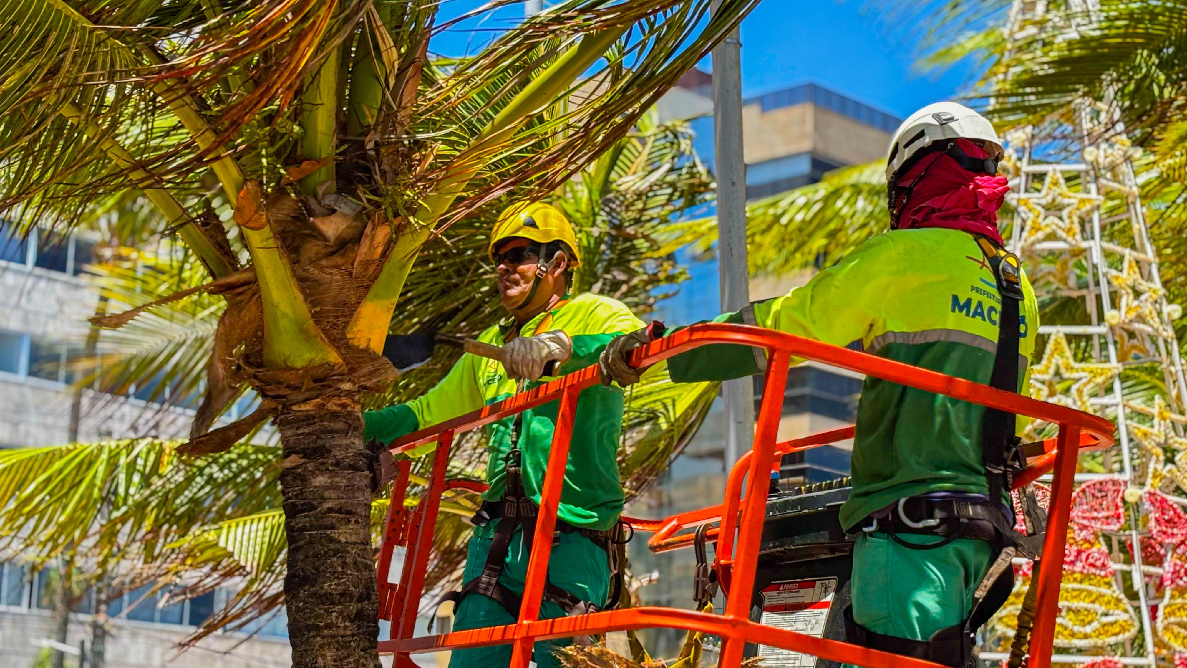 5 Ferramentas Essenciais para Poda de Coqueiros
