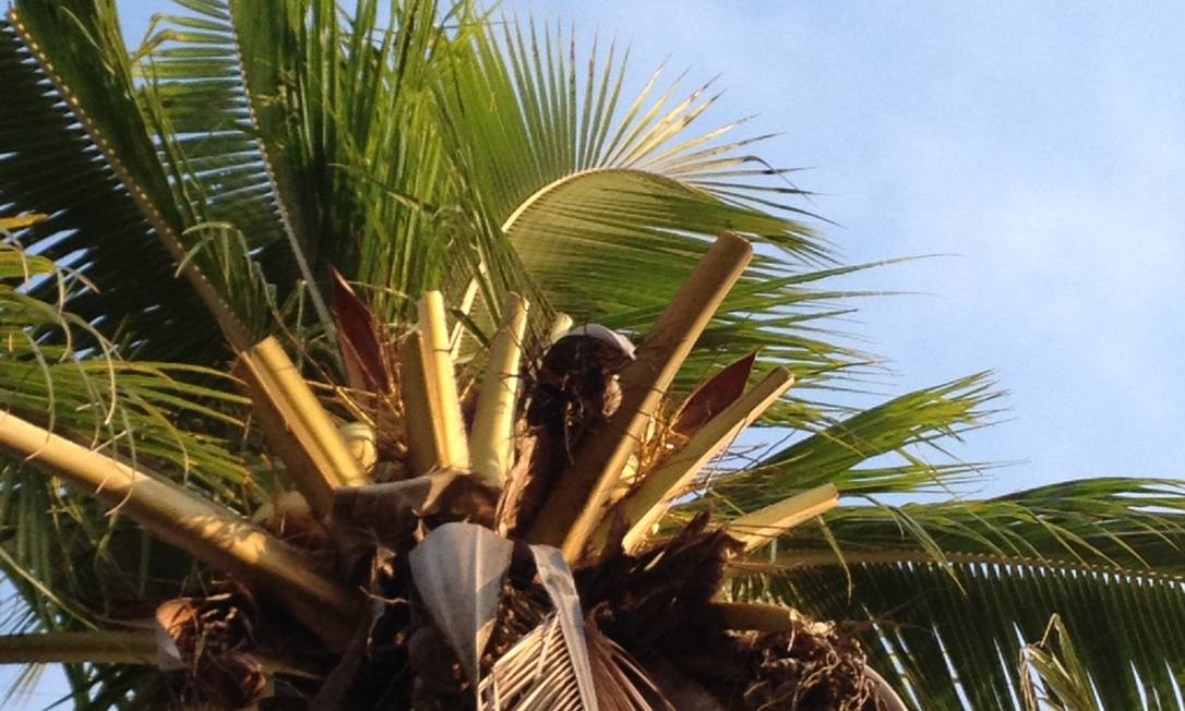 Guia Completo: Poda de Coqueiro Anão vs. Gigante