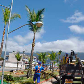 A Importância da Poda Correta para a Frutificação do Coqueiro