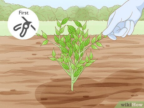 poda do pé de pimenta