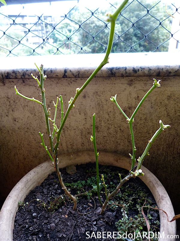 5 tipos de adubos naturais para pimenteiras