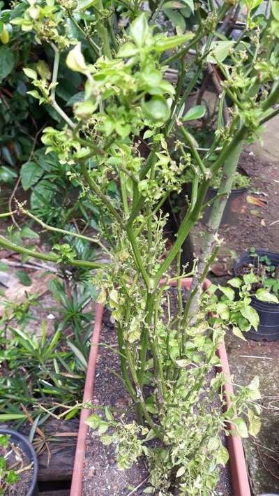 Poda apical: o segredo para pimentas mais cheias
