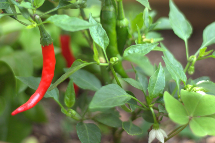 Poda apical: o segredo para pimentas mais cheias