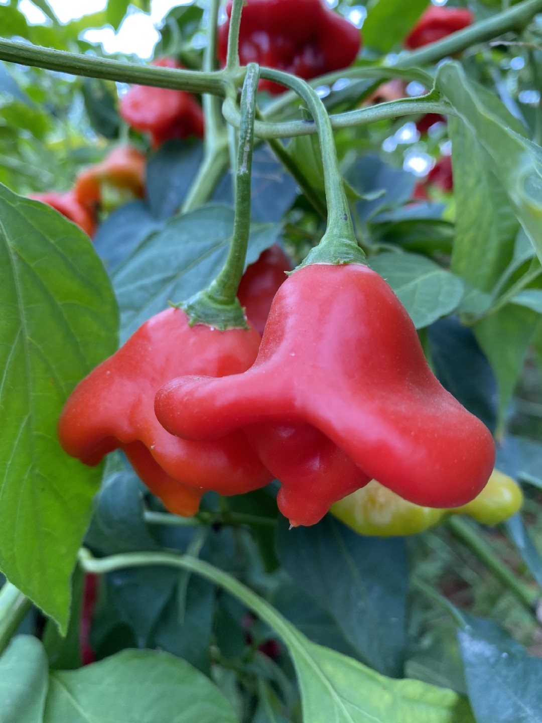 5 tipos de adubos naturais para pimenteiras