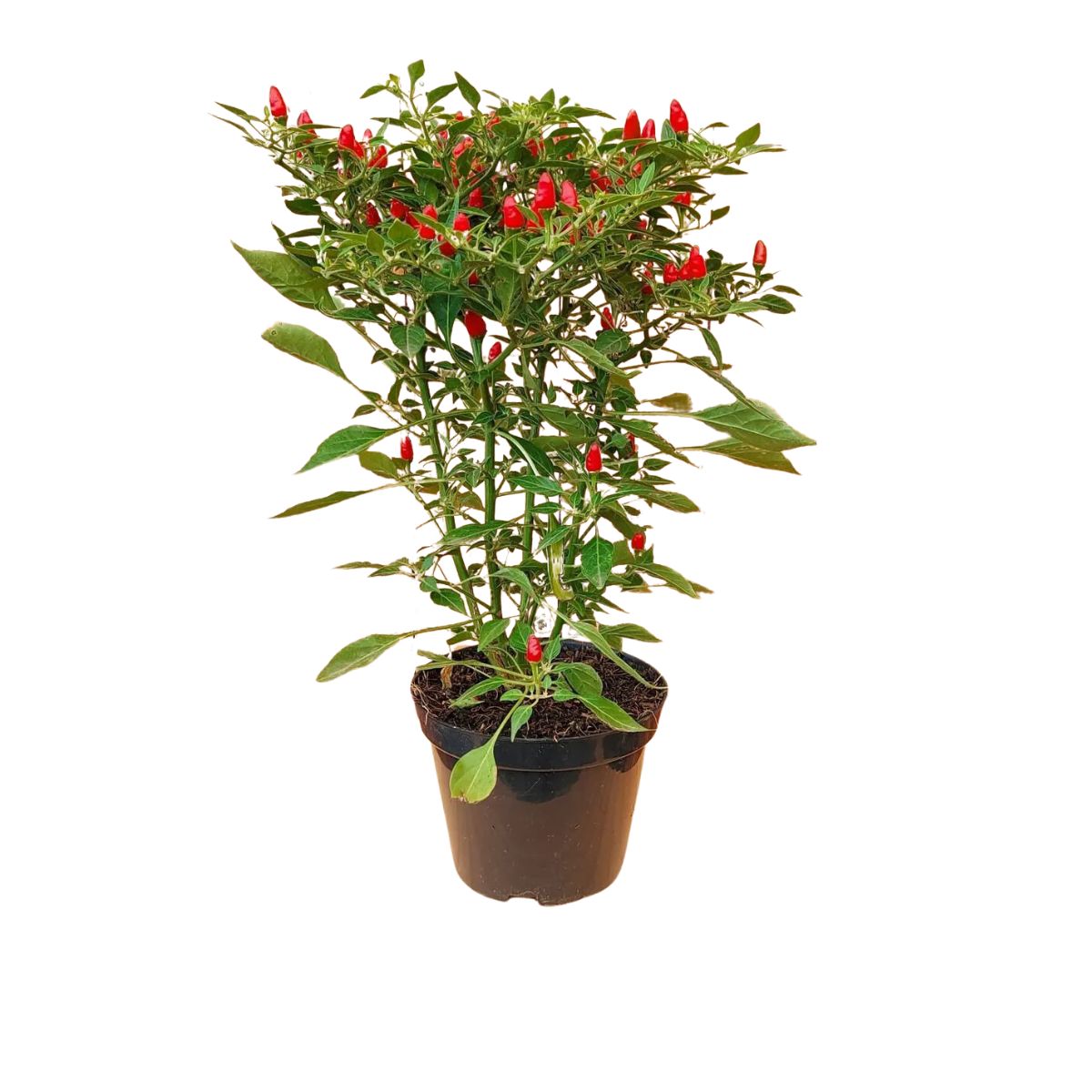 Guia completo de rega para pimenteiras