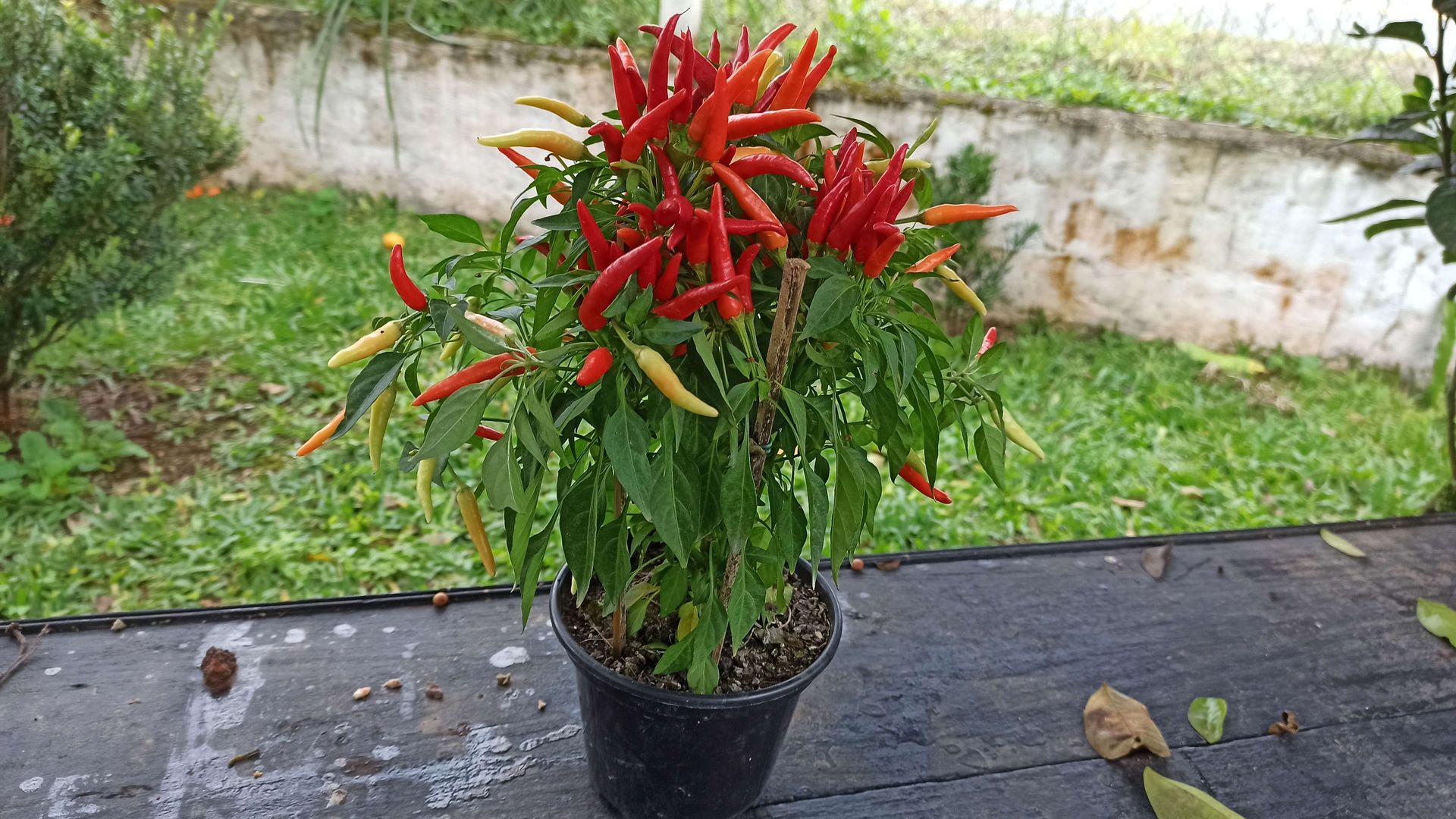 Como identificar e tratar doenças em pés de pimenta