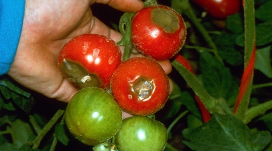 Como fazer adubo de casca de ovo para tomates