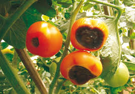 Melhores fertilizantes comerciais para combater podridão apical