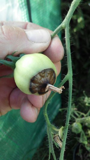A importância da rega consistente para o desenvolvimento de frutos