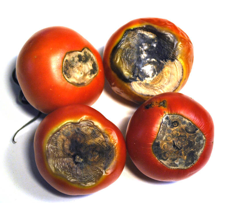 Como fazer adubo de casca de ovo para tomates