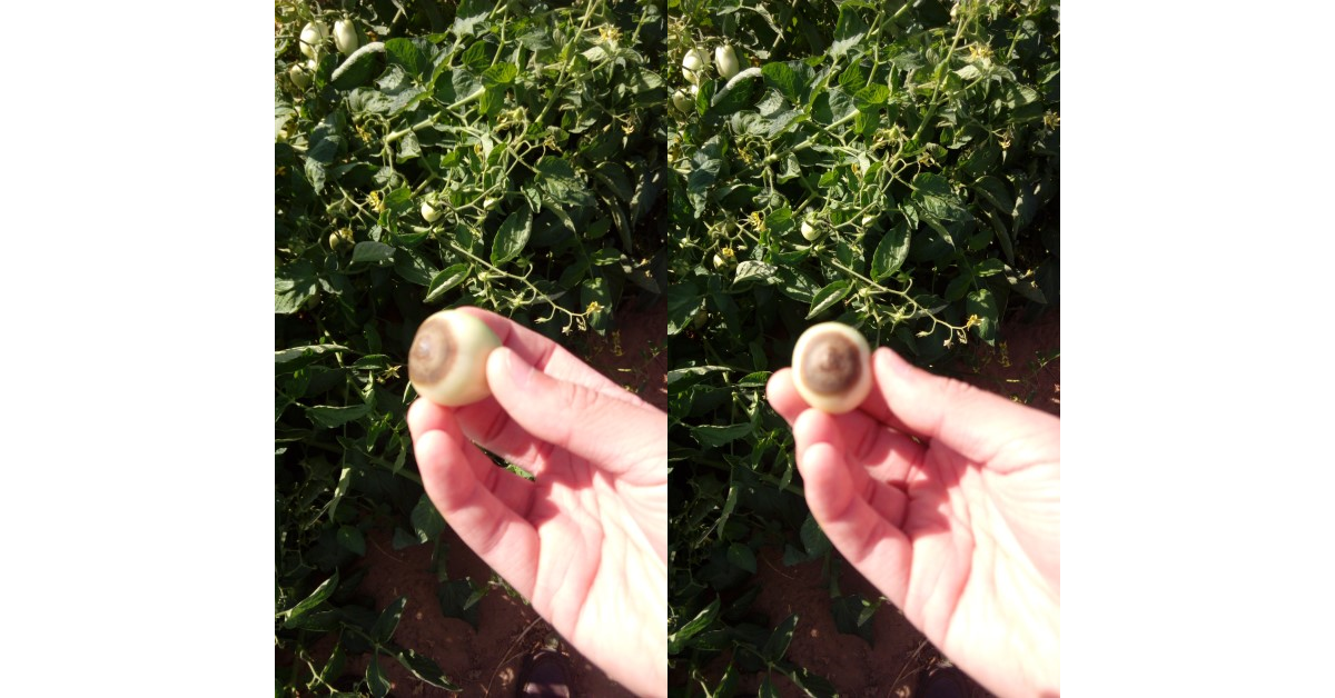 Melhores fertilizantes comerciais para combater podridão apical