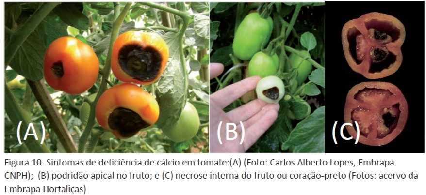 Guia completo sobre pH do solo para hortaliças