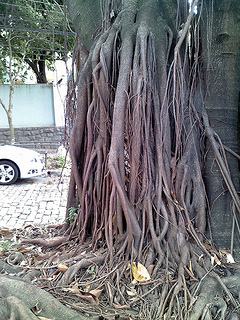 por que algumas arvores tem raizes aereas