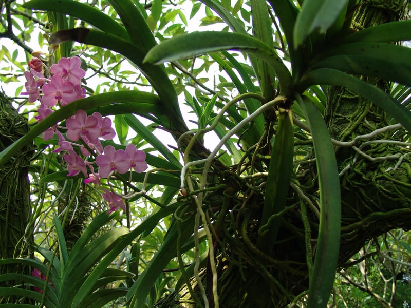 1. Como as raízes aéreas ajudam as orquídeas a sobreviverem. 2. Os segredos das raízes respiratórias nos manguezais. 3. Raízes aéreas: suporte vital para árvores gigantes. 4. Jiboias e Costela-de-Adão: a escalada com raízes aéreas. 5. Entenda a função das raízes aéreas na propagação de plantas.