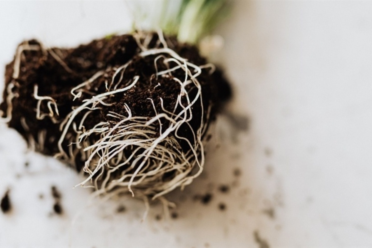 1. Como as raízes aéreas ajudam as orquídeas a sobreviverem. 2. Os segredos das raízes respiratórias nos manguezais. 3. Raízes aéreas: suporte vital para árvores gigantes. 4. Jiboias e Costela-de-Adão: a escalada com raízes aéreas. 5. Entenda a função das raízes aéreas na propagação de plantas.