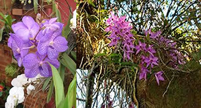 1. Como as raízes aéreas ajudam as orquídeas a sobreviverem. 2. Os segredos das raízes respiratórias nos manguezais. 3. Raízes aéreas: suporte vital para árvores gigantes. 4. Jiboias e Costela-de-Adão: a escalada com raízes aéreas. 5. Entenda a função das raízes aéreas na propagação de plantas.