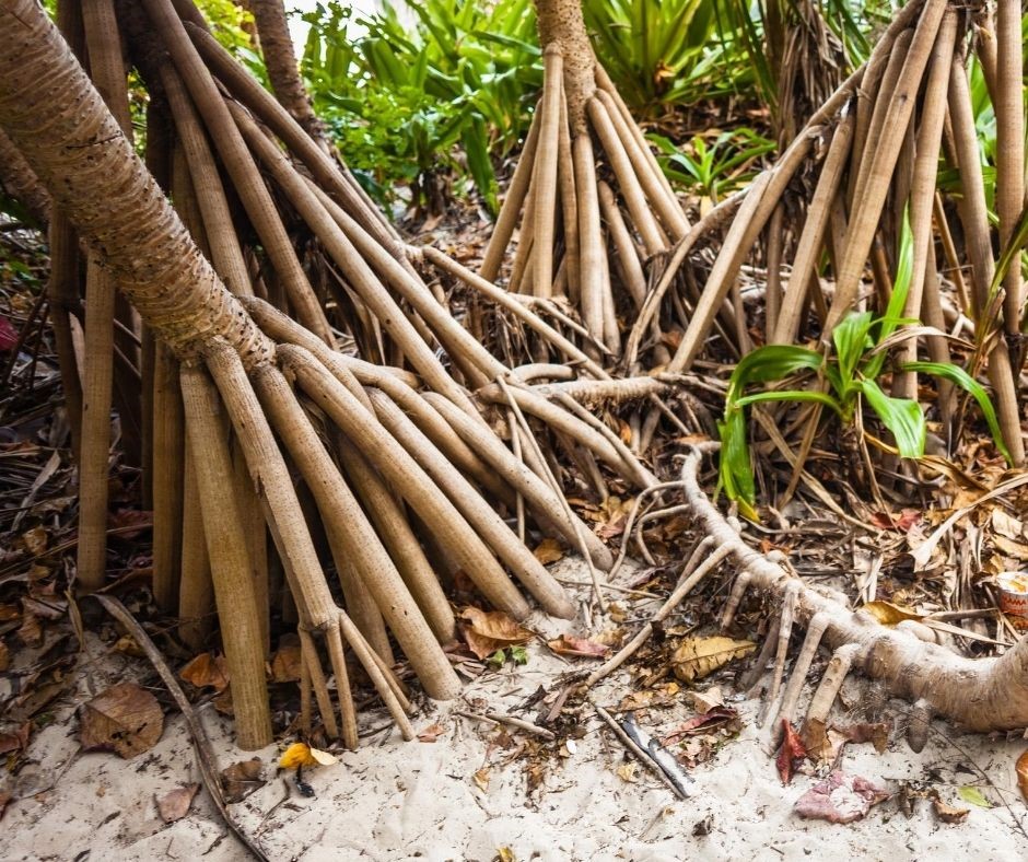 por que algumas arvores tem raizes aereas