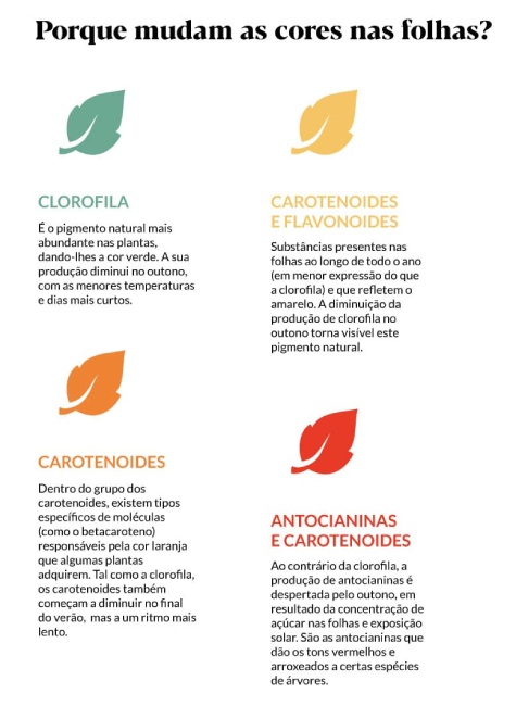Espécies de Árvores Brasileiras que Mudam de Cor no Outono